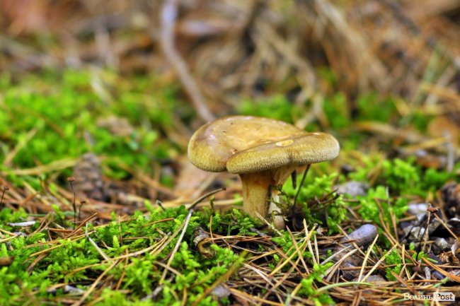 Маневицькими грибами смакуватиме Європа