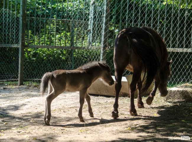 Звіриний ТОП: бебі-бум у Луцькому зоопарку