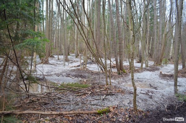 «Бурштинова мафія» на Волині: «криша», долари і селяни