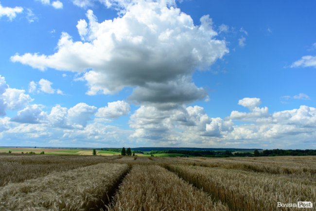 «Люблю кожен колосок»: розмова про 51 рік роботи серед пшеничного різноманіття. ФОТО