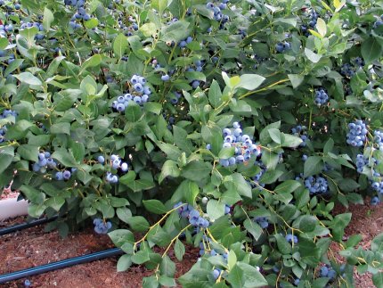 ТОВ «Фрукти Полісся» не боїться незручних запитань, бо працює прозоро*