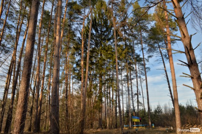 Заповідник чи «порохова діжка»: частина дерев у «Цуманській пущі» стала небезпекою