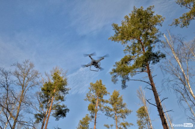 Заповідник чи «порохова діжка»: частина дерев у «Цуманській пущі» стала небезпекою