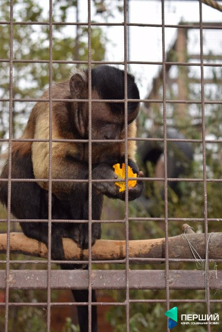 Домашній, затишний куточок: як живеться луцькому зоопарку