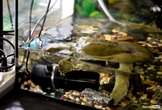 Звіриний ТОП: 5 екзотичних тварин Луцького зоопарку