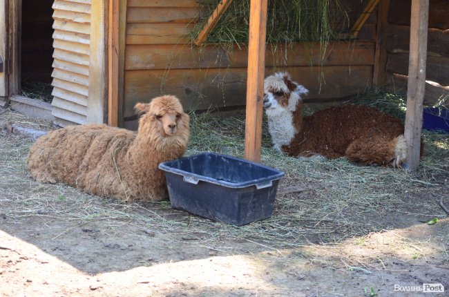 Звіриний ТОП: 5 екзотичних тварин Луцького зоопарку