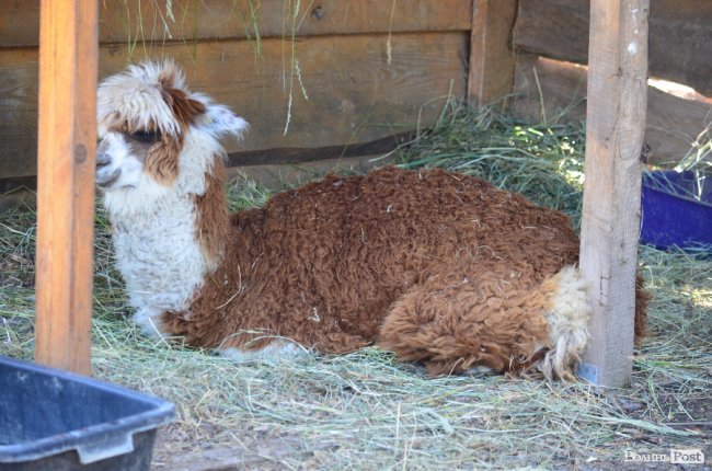 Звіриний ТОП: 5 екзотичних тварин Луцького зоопарку