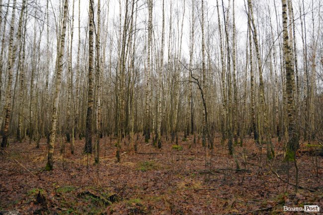 Лісівники показали, як розвивають мисливське господарство на Волині
