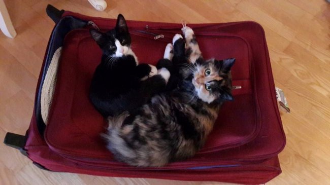 врятовані Веронікою коти шукають собі господарів