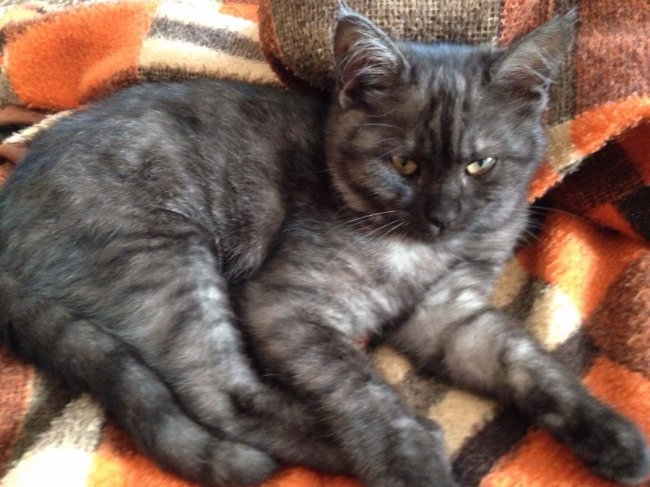 врятовані Веронікою коти шукають собі господарів