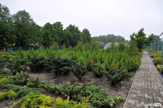 Екологічні стежки у волинському лісі – безліч відкриттів не лише для дітей