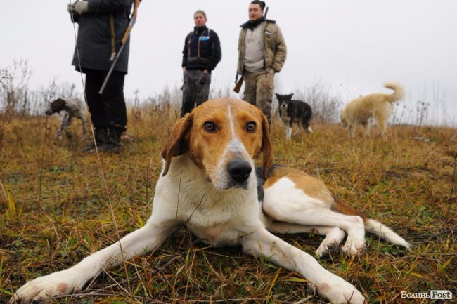 Нічні погоні та браконьєри: як працює лісова рейдова група. ФОТО