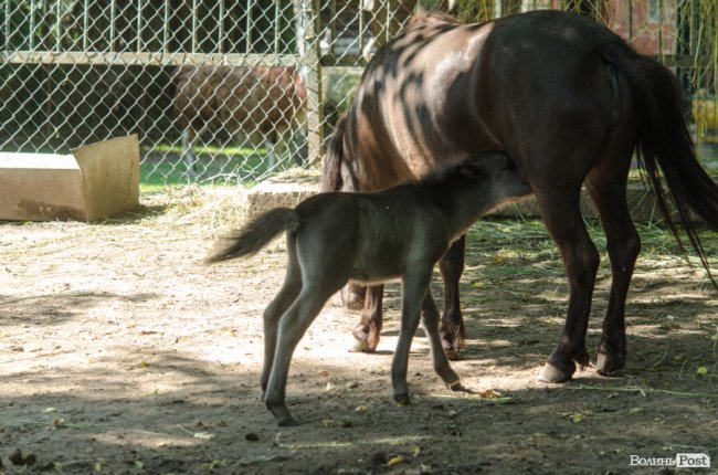 Звіриний ТОП: бебі-бум у Луцькому зоопарку