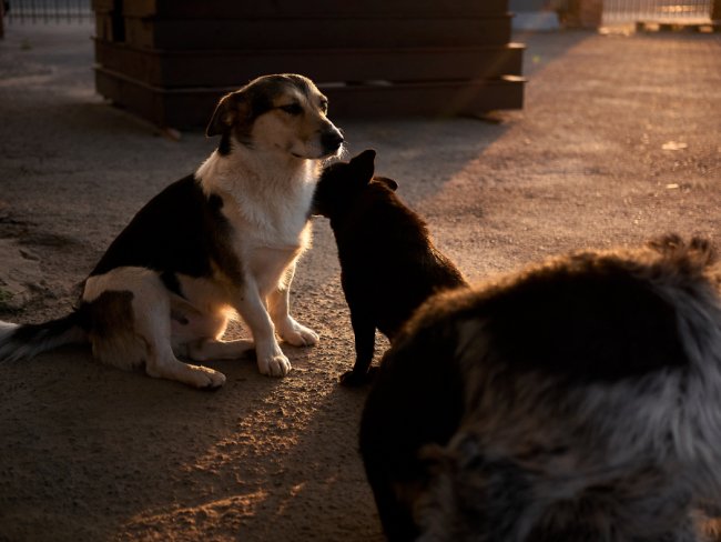 Всеосяжна туга і життя – поруч на кладовищі