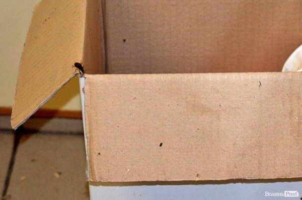 Грабіж «під кайфом» та полювання «на живця»: одна ніч із життя Луцька