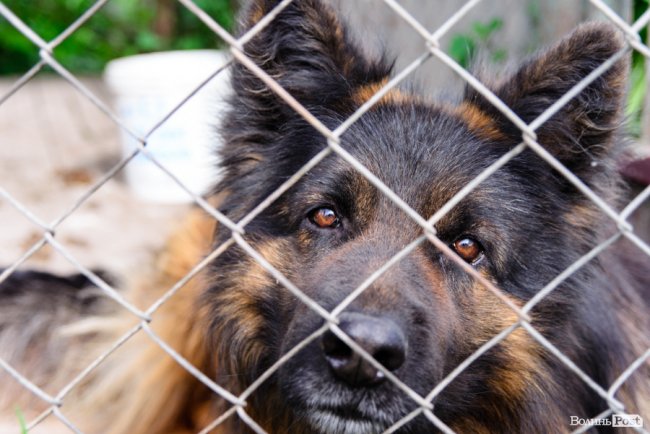 Трояндово-полуничний бізнес із ароматом сакур: родина під Луцьком вирощує плантації рослин. ФОТО