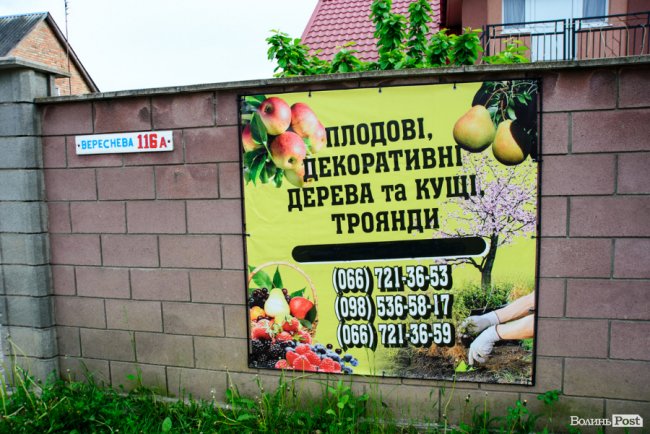 Трояндово-полуничний бізнес із ароматом сакур: родина під Луцьком вирощує плантації рослин. ФОТО