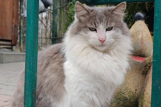 Історії котів із Луцького зоопарку