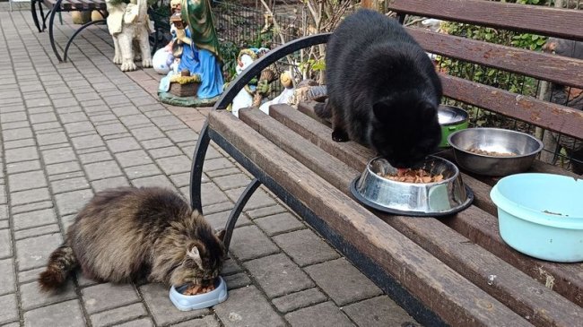 Історії котів із Луцького зоопарку