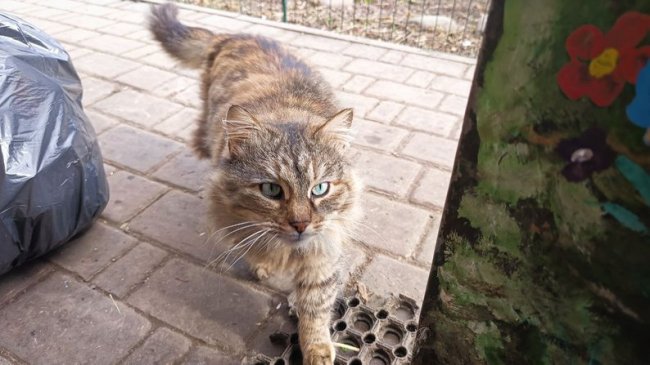 Історії котів із Луцького зоопарку