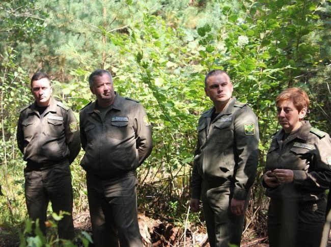 Масштаби незаконного вирубування роздуті активістами, - головний лісничий Волині