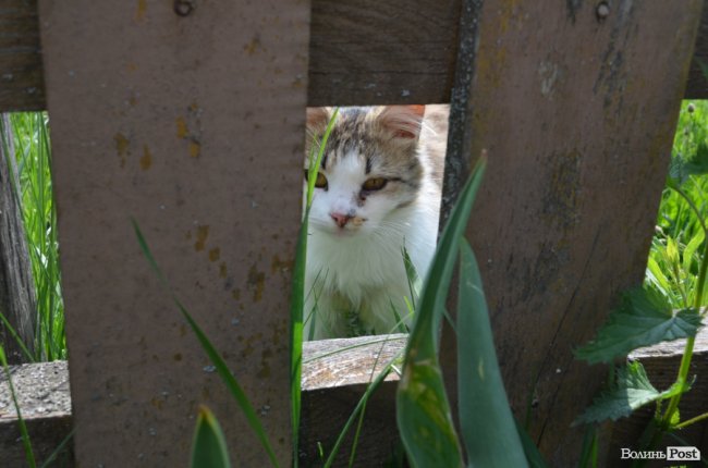 Домашній улюбленець 