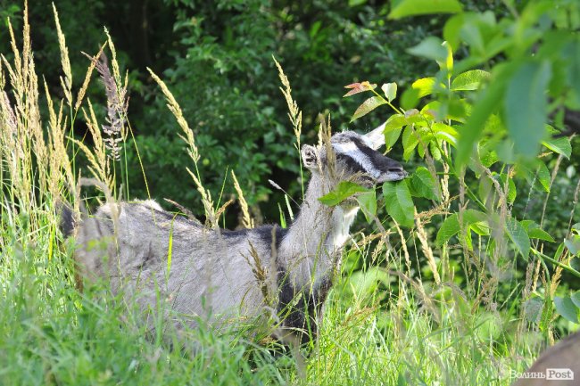 «Вони, як люди - кожна зі своїм характером», - луцька «козяча мама»