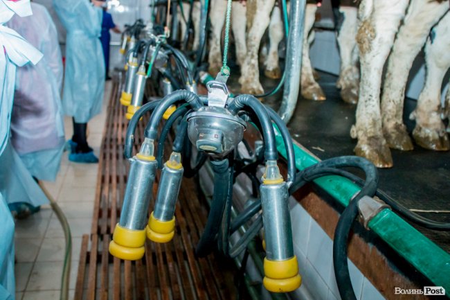 Без домішок і рослинних жирів: як на Волині виготовляють «молочку». ФОТО