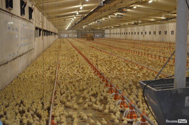 Чисте повітря, високі технології і ніякої «хімії»: як на Волині виготовляють курятину нового покоління. ФОТО*