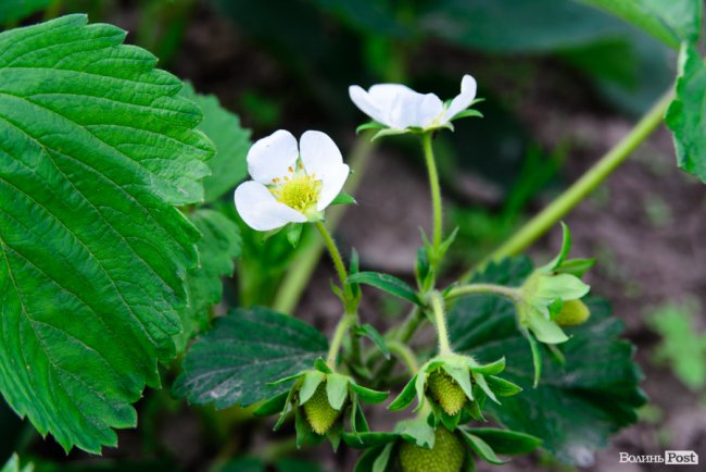 Трояндово-полуничний бізнес із ароматом сакур: родина під Луцьком вирощує плантації рослин. ФОТО