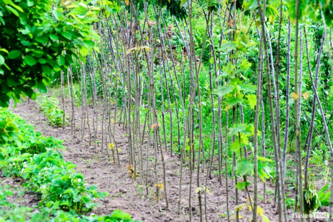 Трояндово-полуничний бізнес із ароматом сакур: родина під Луцьком вирощує плантації рослин. ФОТО