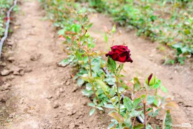 Трояндово-полуничний бізнес із ароматом сакур: родина під Луцьком вирощує плантації рослин. ФОТО