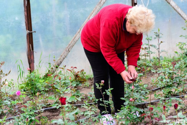 Трояндово-полуничний бізнес із ароматом сакур: родина під Луцьком вирощує плантації рослин. ФОТО