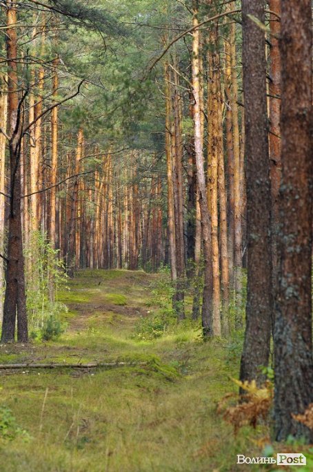 Маневицькими грибами смакуватиме Європа