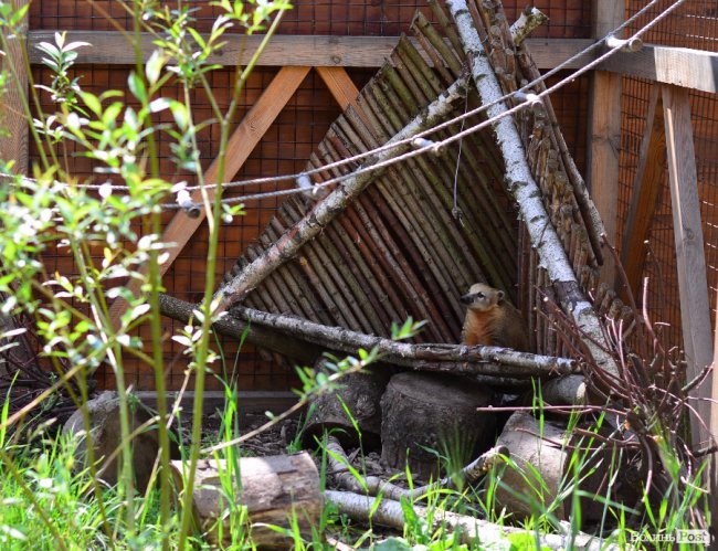 Звіриний ТОП: 5 екзотичних тварин Луцького зоопарку