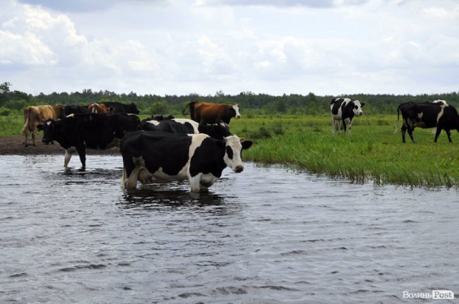 Туристичні принади Волині: лабіринтами «Амазонки»