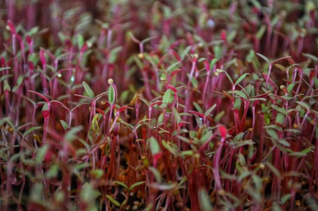 Лучанка створила вдома маленьку ферму і вирощує новомодний мікрогрін. ФОТО