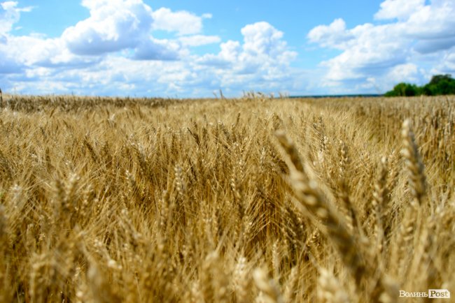 «Люблю кожен колосок»: розмова про 51 рік роботи серед пшеничного різноманіття. ФОТО