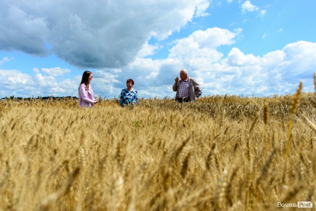 «Люблю кожен колосок»: розмова про 51 рік роботи серед пшеничного різноманіття. ФОТО