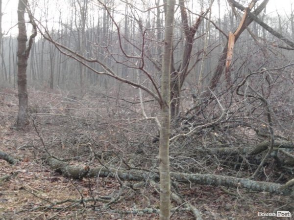 Нове керівництво не хоче ламати корупційні схеми, - Олег Бойко про волинські ліси