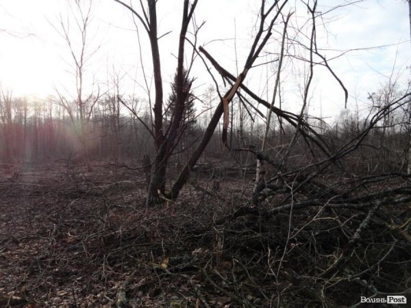 Нове керівництво не хоче ламати корупційні схеми, - Олег Бойко про волинські ліси