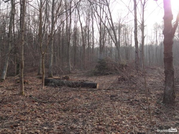 Нове керівництво не хоче ламати корупційні схеми, - Олег Бойко про волинські ліси