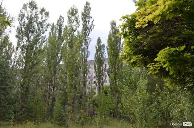 Життя на місці смерті: як зону відчуження «захоплює» ліс