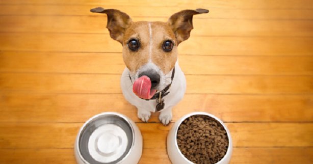 Як вибрати якісний корм для собак*