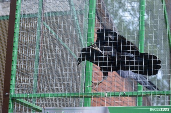 Що переживають звірі під час реконструкції луцького зоопарку