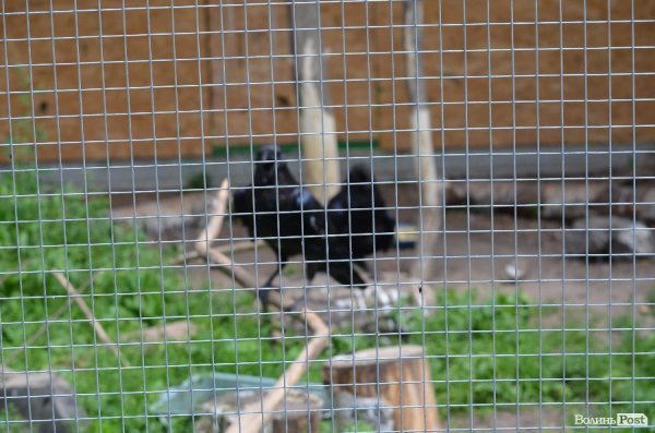 Що переживають звірі під час реконструкції луцького зоопарку