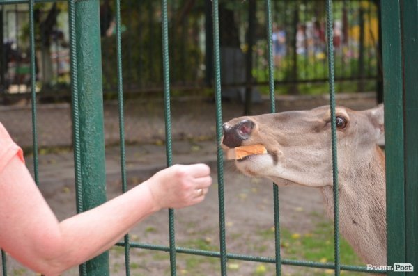 Що переживають звірі під час реконструкції луцького зоопарку
