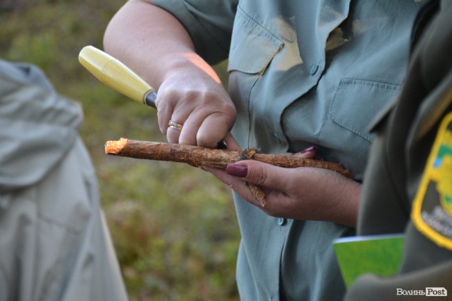 Волинські лісники б'ють на сполох: через шкідника відмирає сосновий ліс