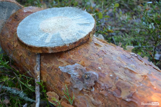 синя «середина» дерева