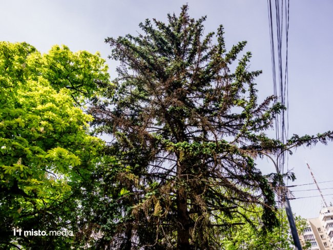 Чому гинуть ялинки у центрі Луцька